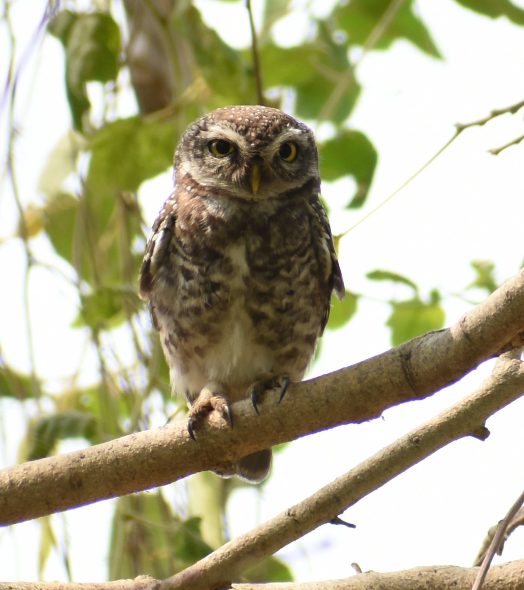 Spotted Owlet - ML320913401