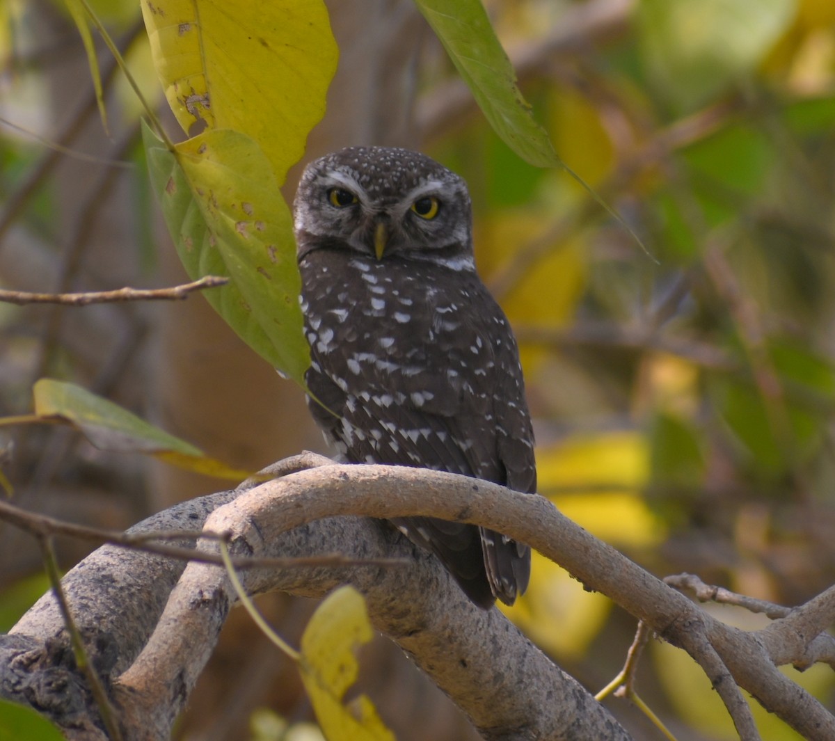 Spotted Owlet - ML320913411