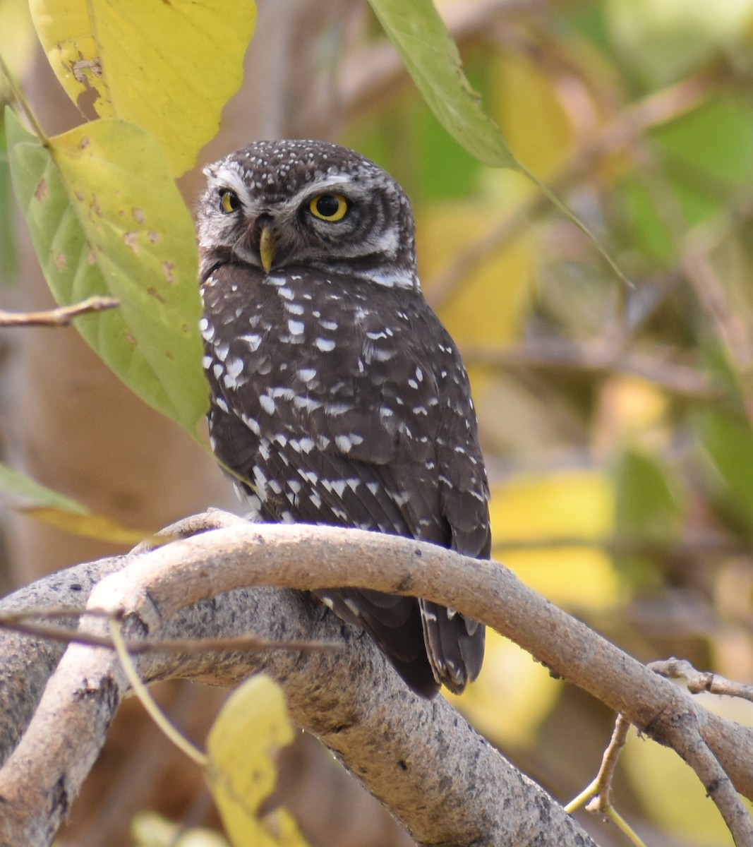 Spotted Owlet - ML320913421