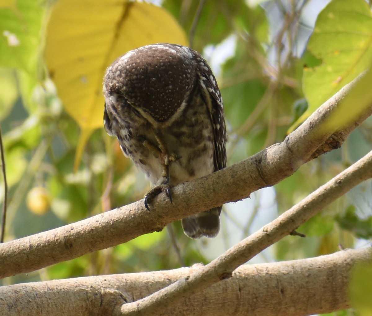 Spotted Owlet - ML320913431