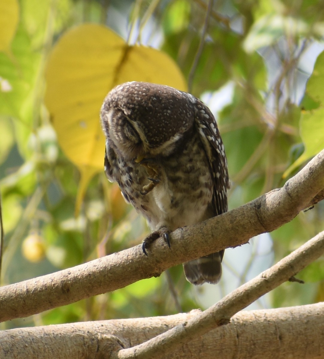 Spotted Owlet - ML320913441