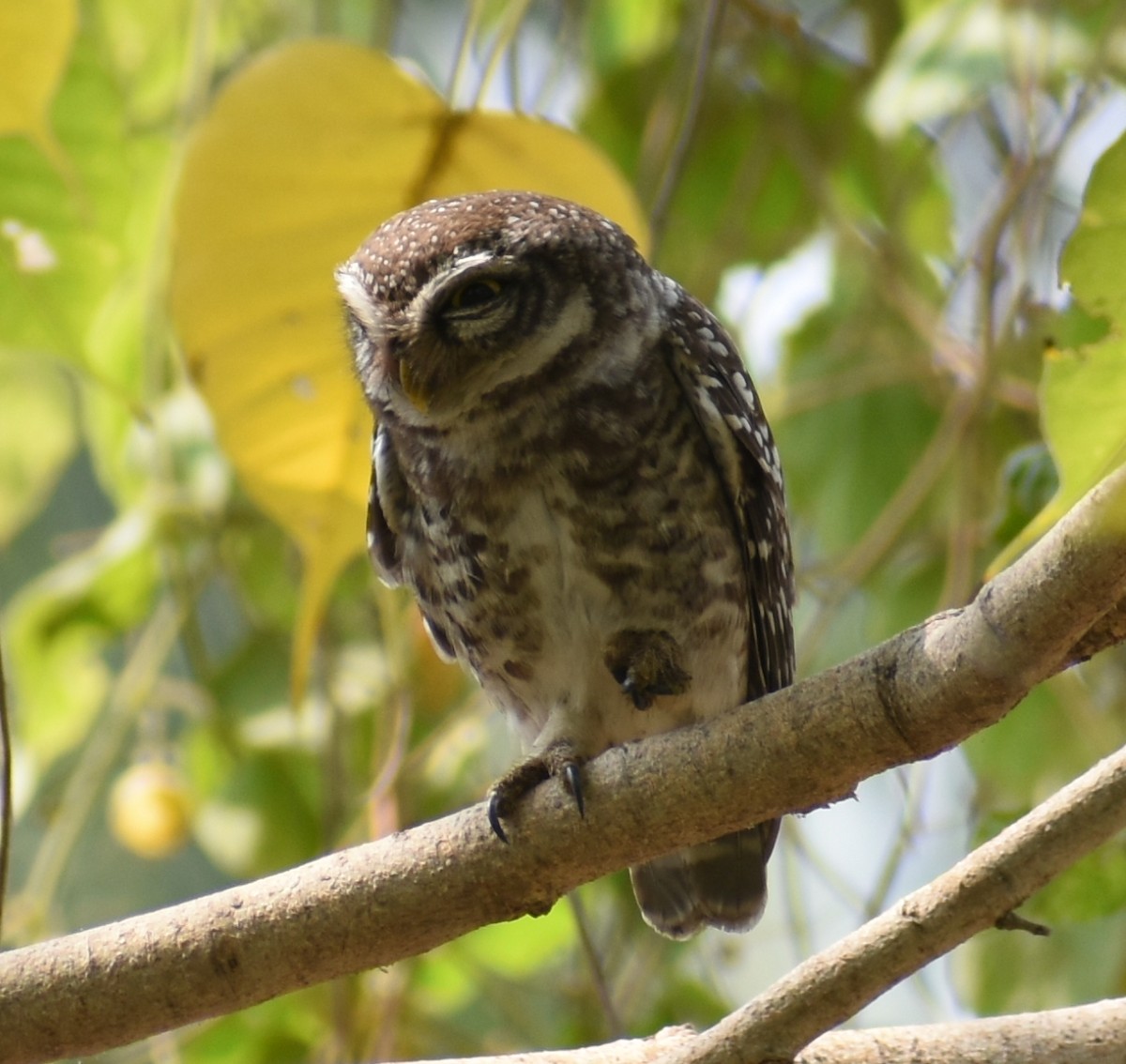 Spotted Owlet - ML320913451