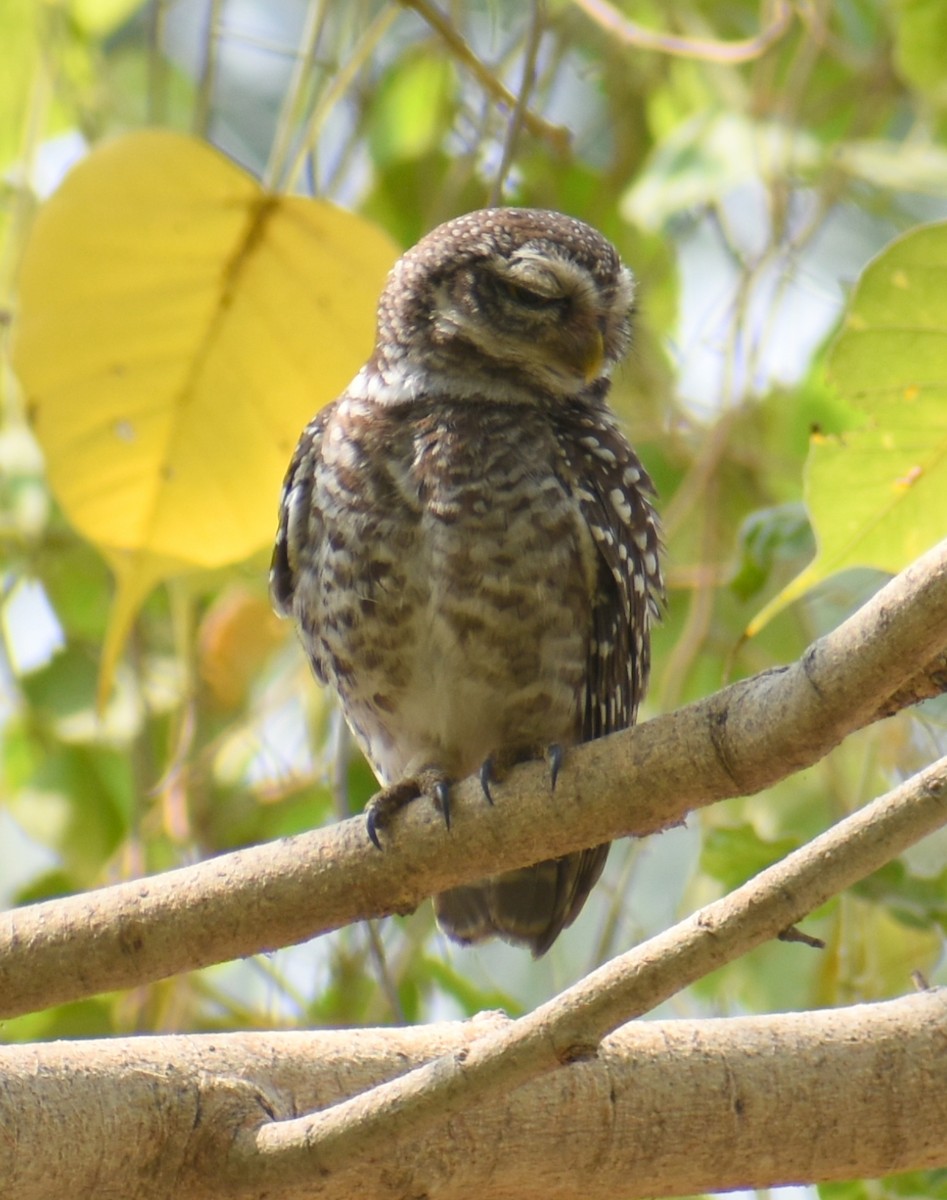 Spotted Owlet - ML320913471