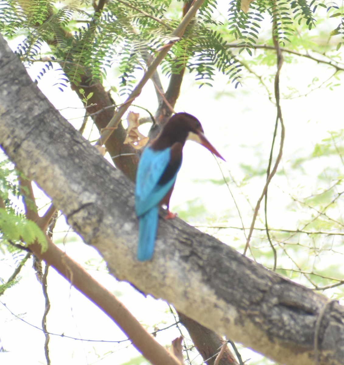 White-throated Kingfisher - ML320913481