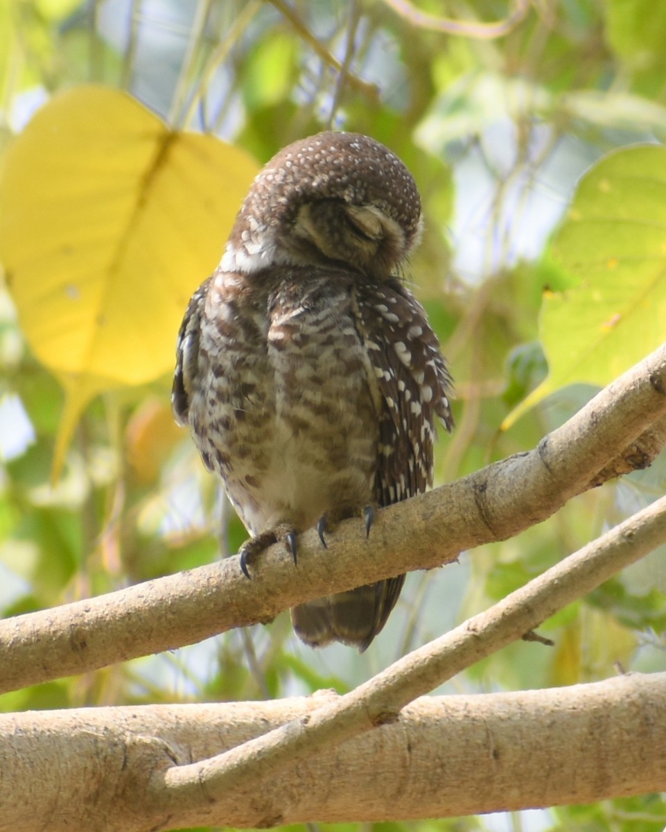 Spotted Owlet - ML320913491