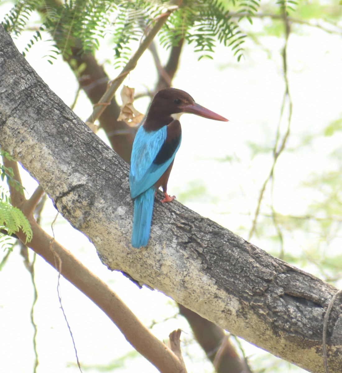 White-throated Kingfisher - ML320913501