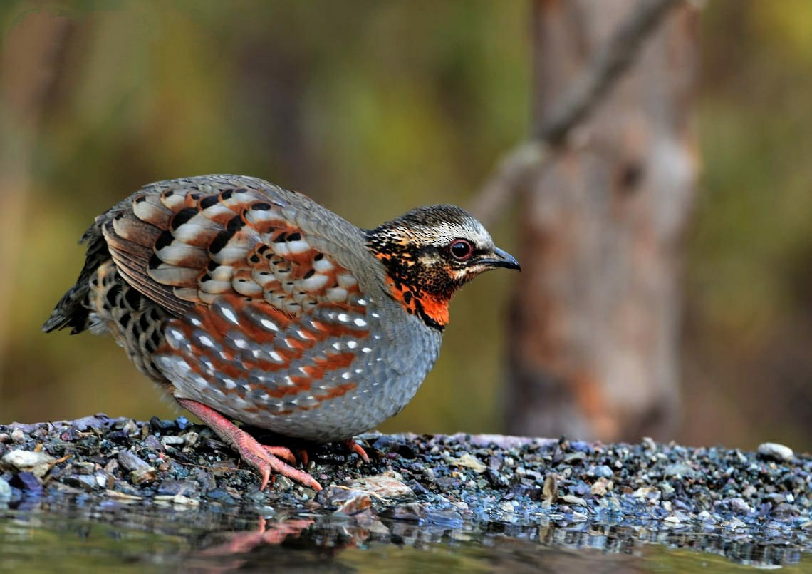 Rufous-throated Partridge - Gajendra Singh