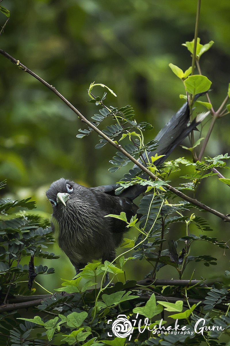 Blue-faced Malkoha - Vishaka Guru