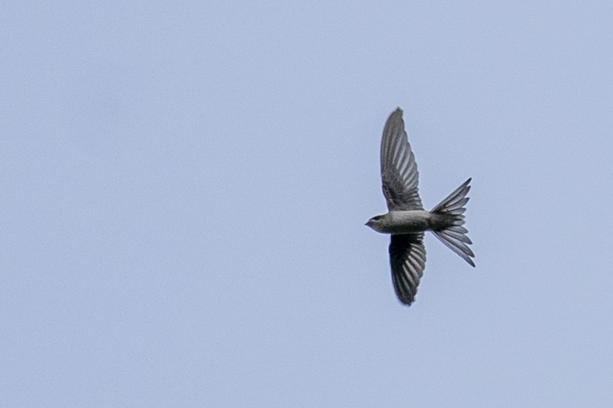 Asian Palm Swift - ML320915731