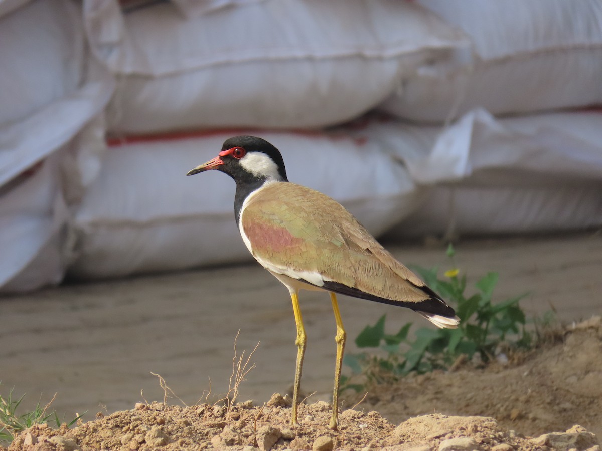 Red-wattled Lapwing - ML320915921