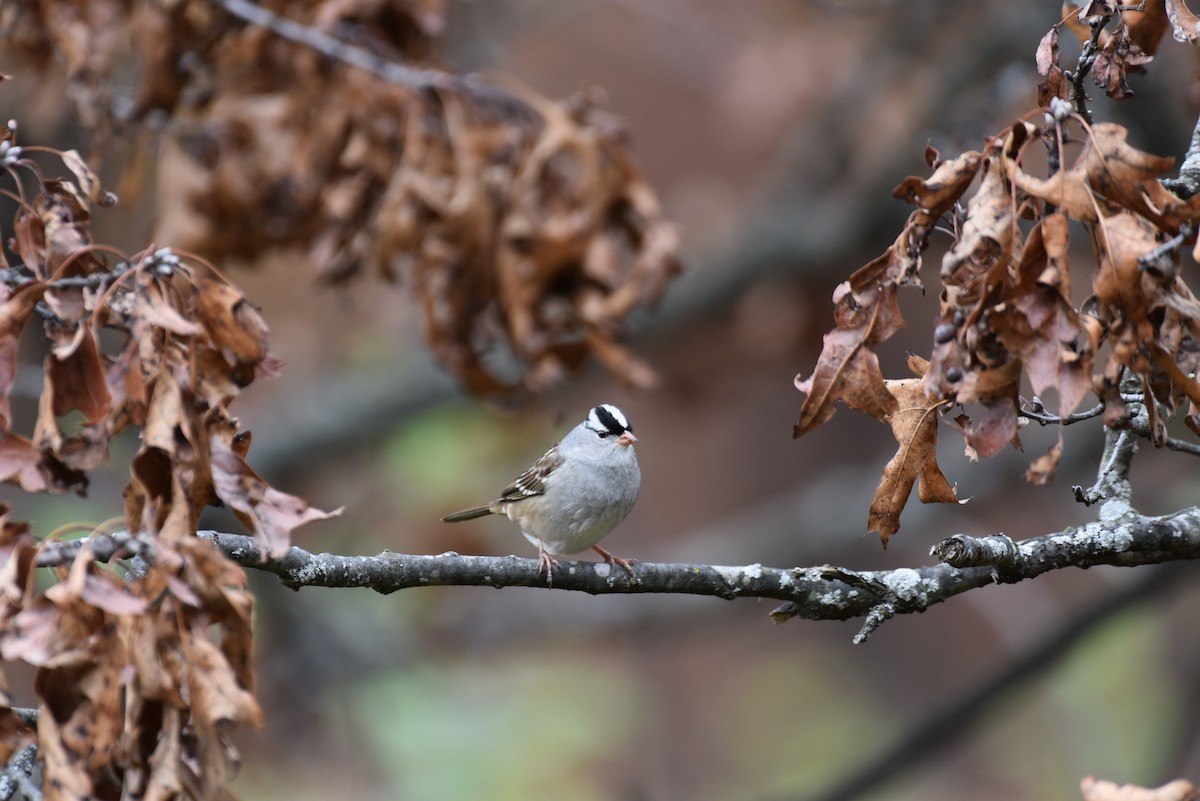 White-crowned Sparrow - ML320916261