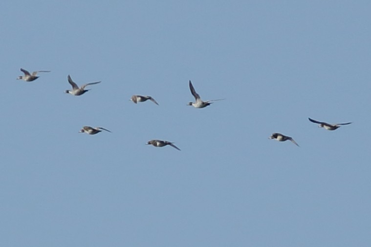 Northern Pintail - ML320916791