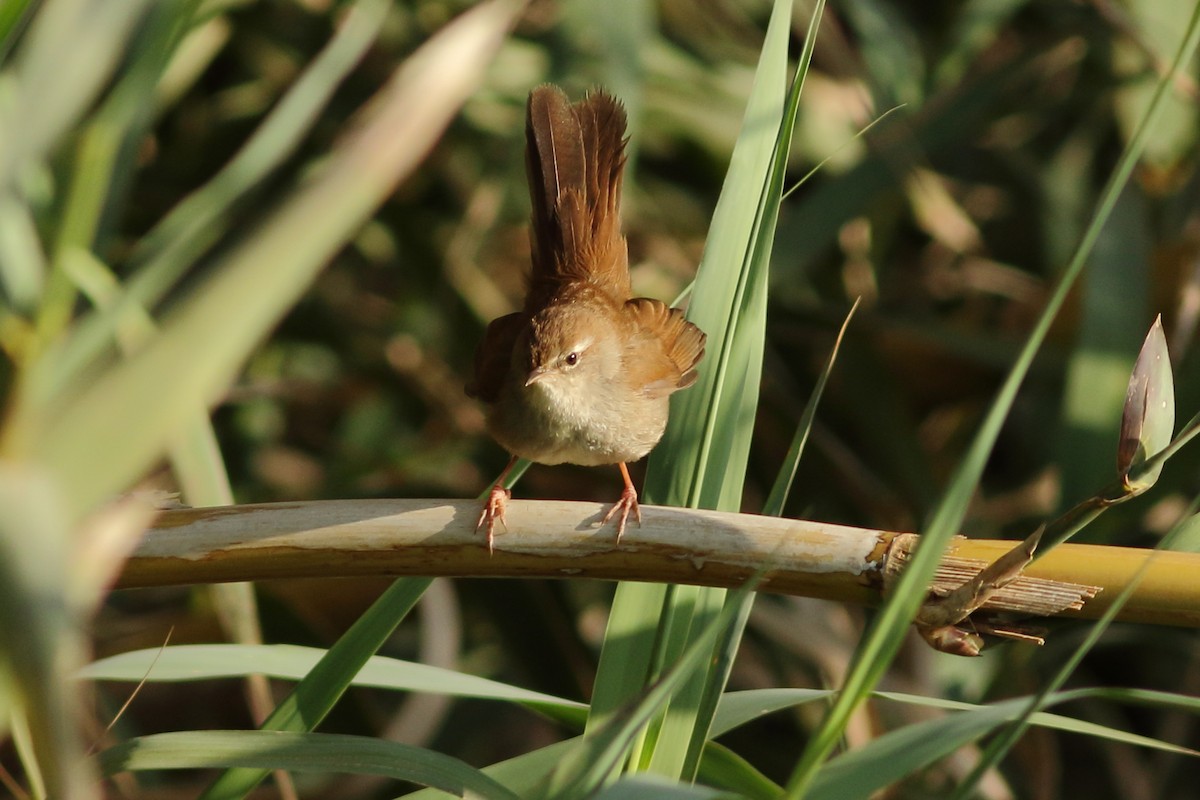 Cetti's Warbler - ML320916881