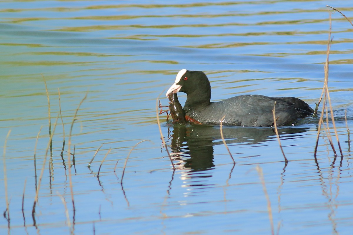 Eurasian Coot - ML320916911