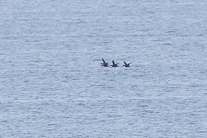 Common Scoter - ML320917011