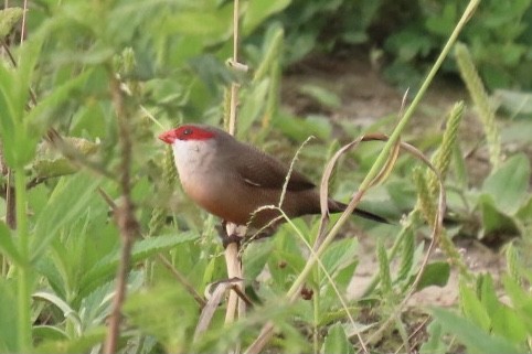 Common Waxbill - ML320918031