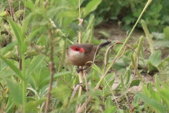 Common Waxbill - ML320918081