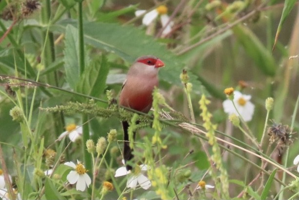 Common Waxbill - ML320918241