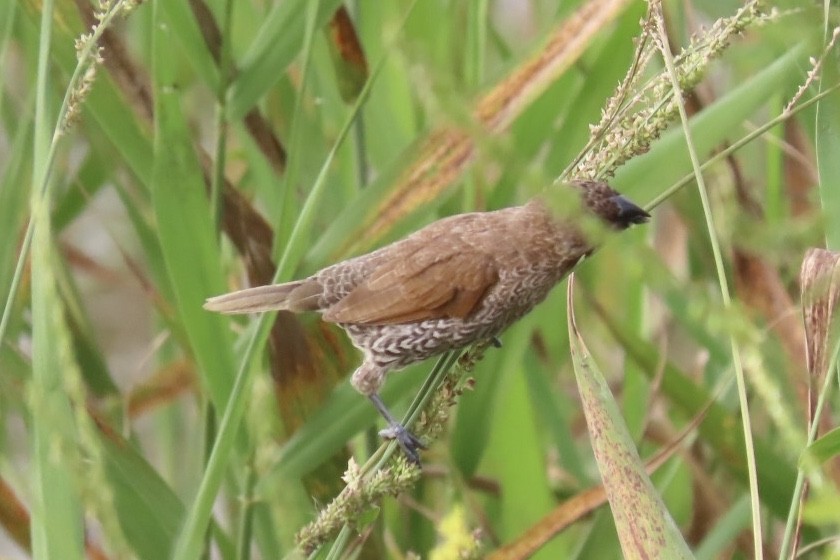 Scaly-breasted Munia - ML320918271