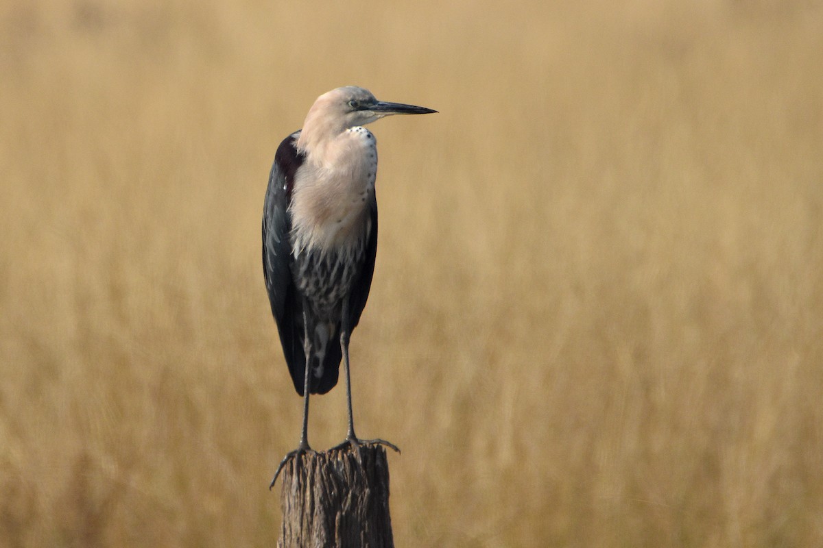 Pacific Heron - Chris Chafer