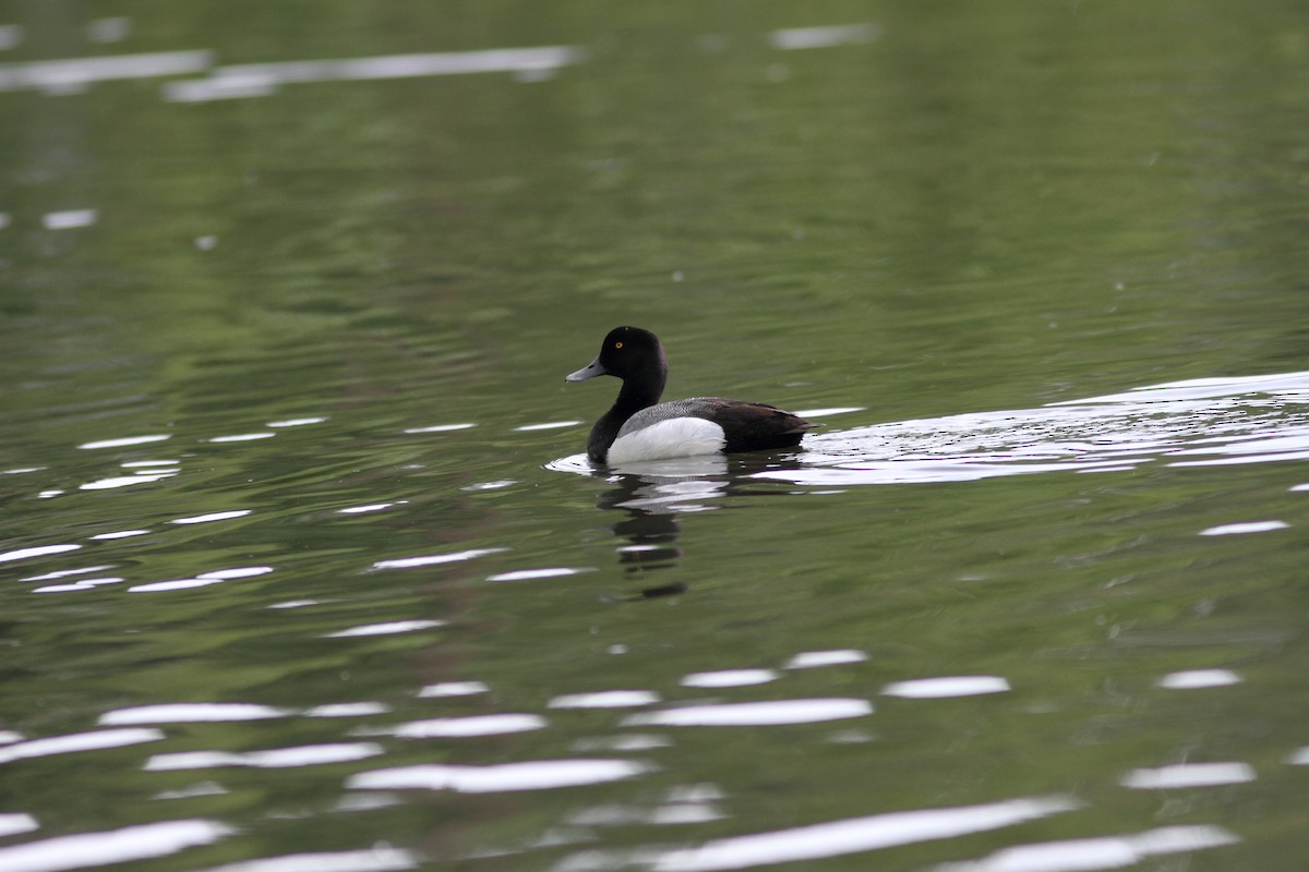 Greater Scaup - ML320918711