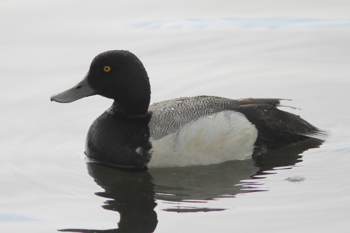 Greater Scaup - ML320918731