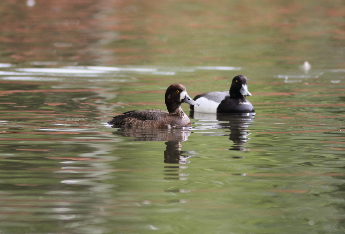 Greater Scaup - ML320918741