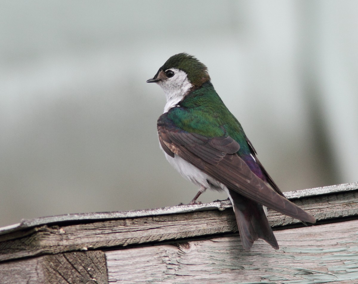 Violet-green Swallow - ML320918831