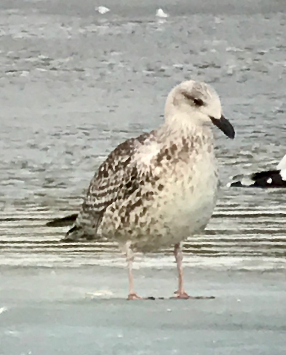 Great Black-backed Gull - ML320918851