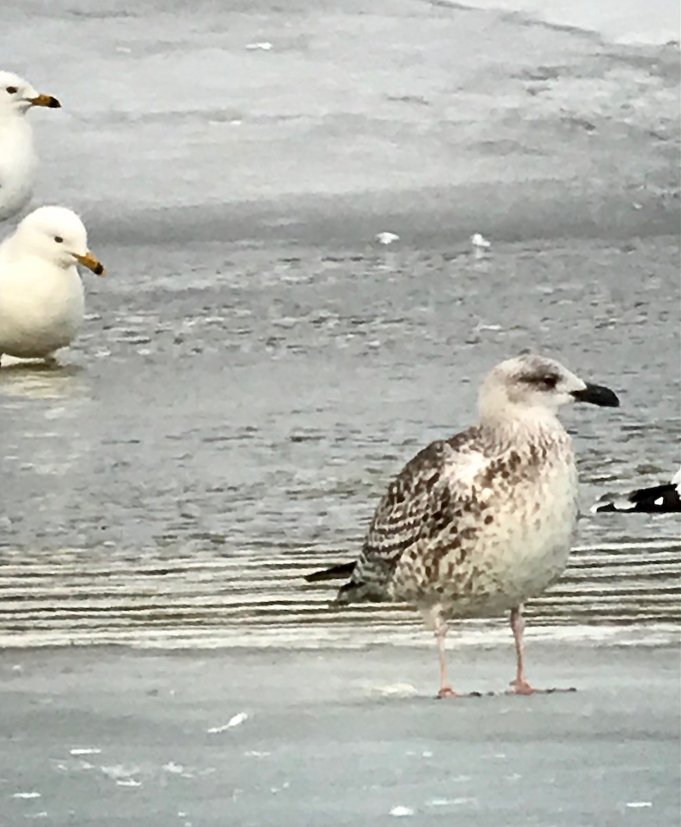 Great Black-backed Gull - ML320918891