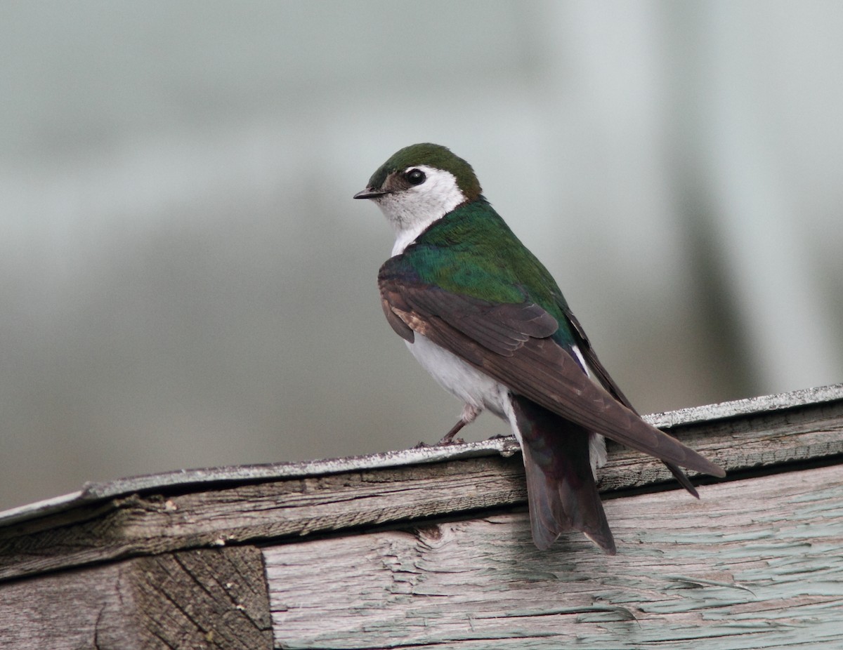 Violet-green Swallow - ML320918931