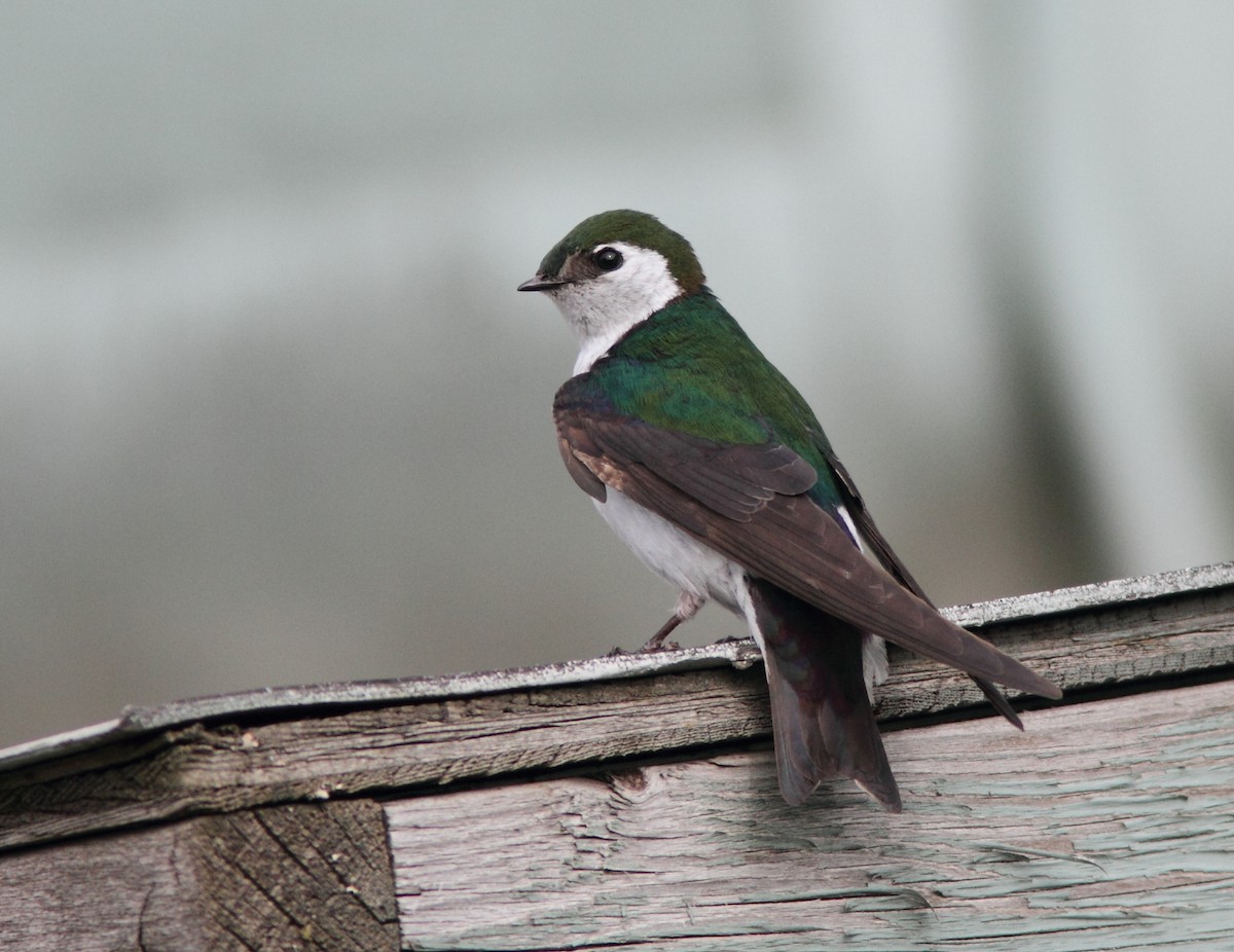 Golondrina Verdemar - ML320918931