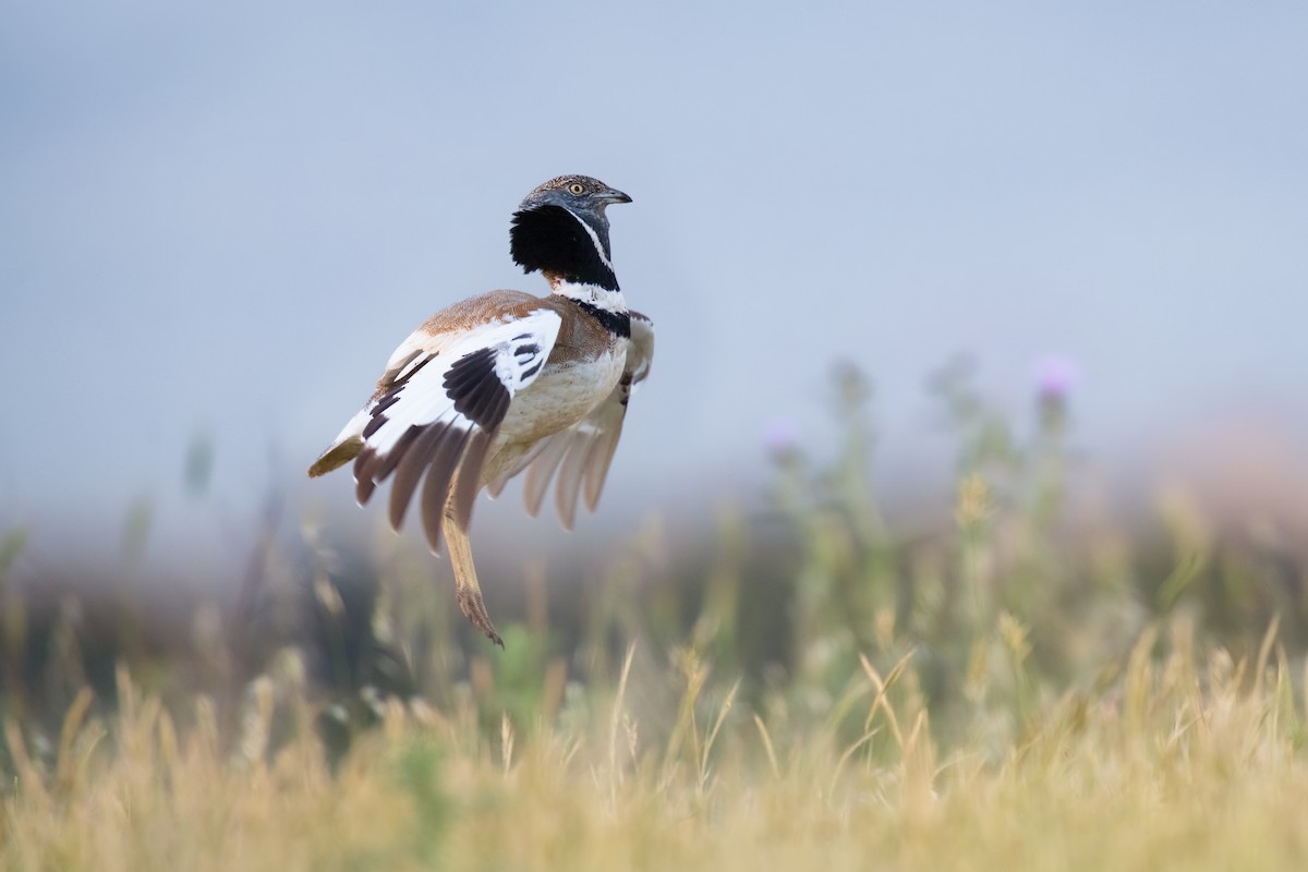 Little Bustard - ML320919521