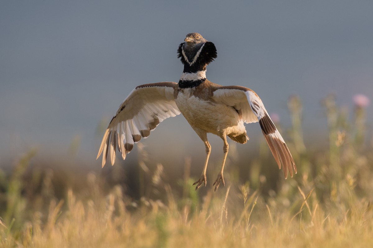 Little Bustard - ML320919641