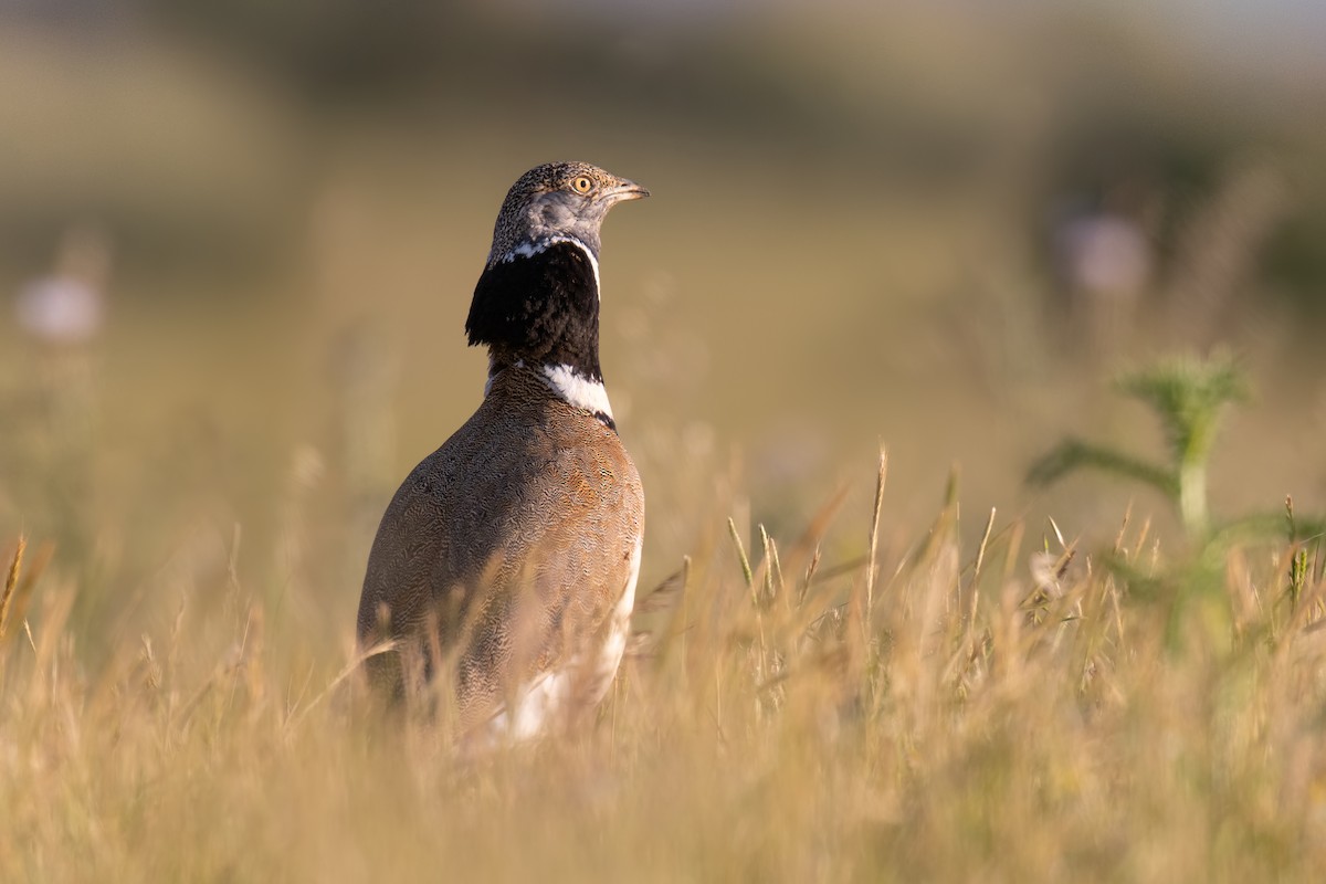 Little Bustard - ML320919691