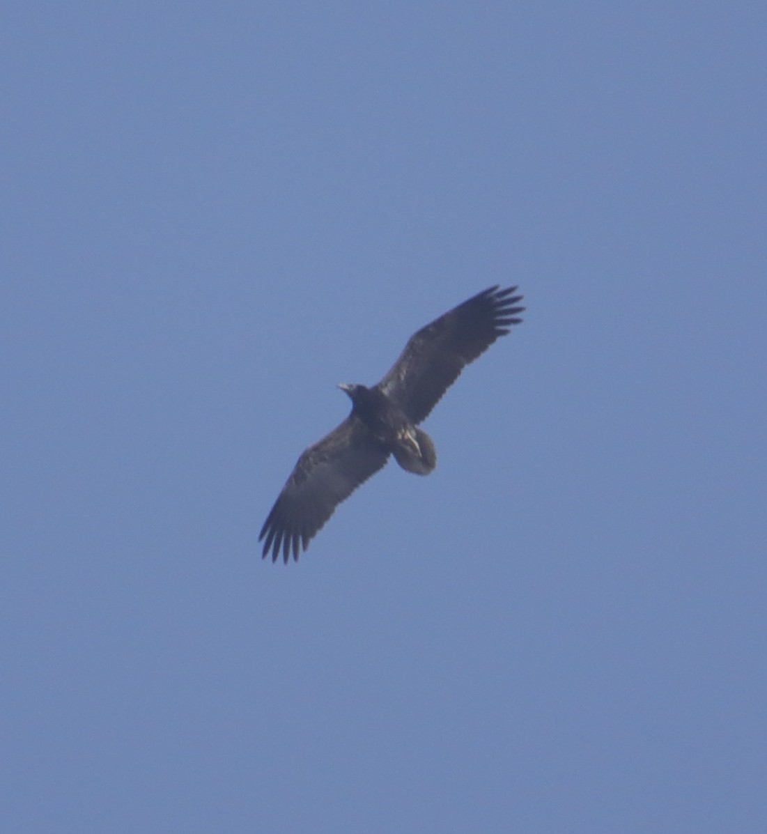 Egyptian Vulture - Tosh Vids