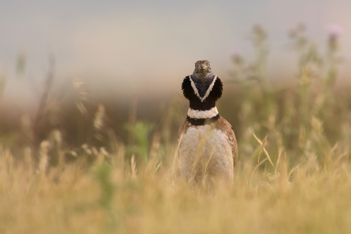 Little Bustard - ML320919721