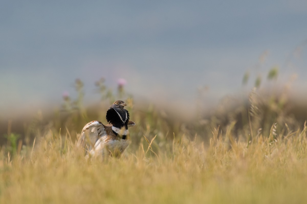 Little Bustard - ML320919741