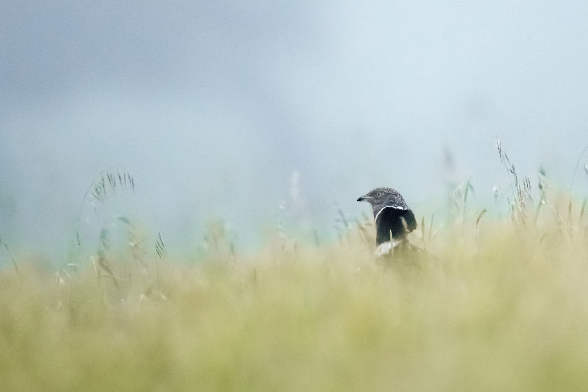 Little Bustard - Mario Vigo