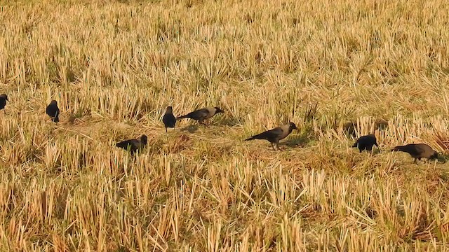 House Crow - ML320920661