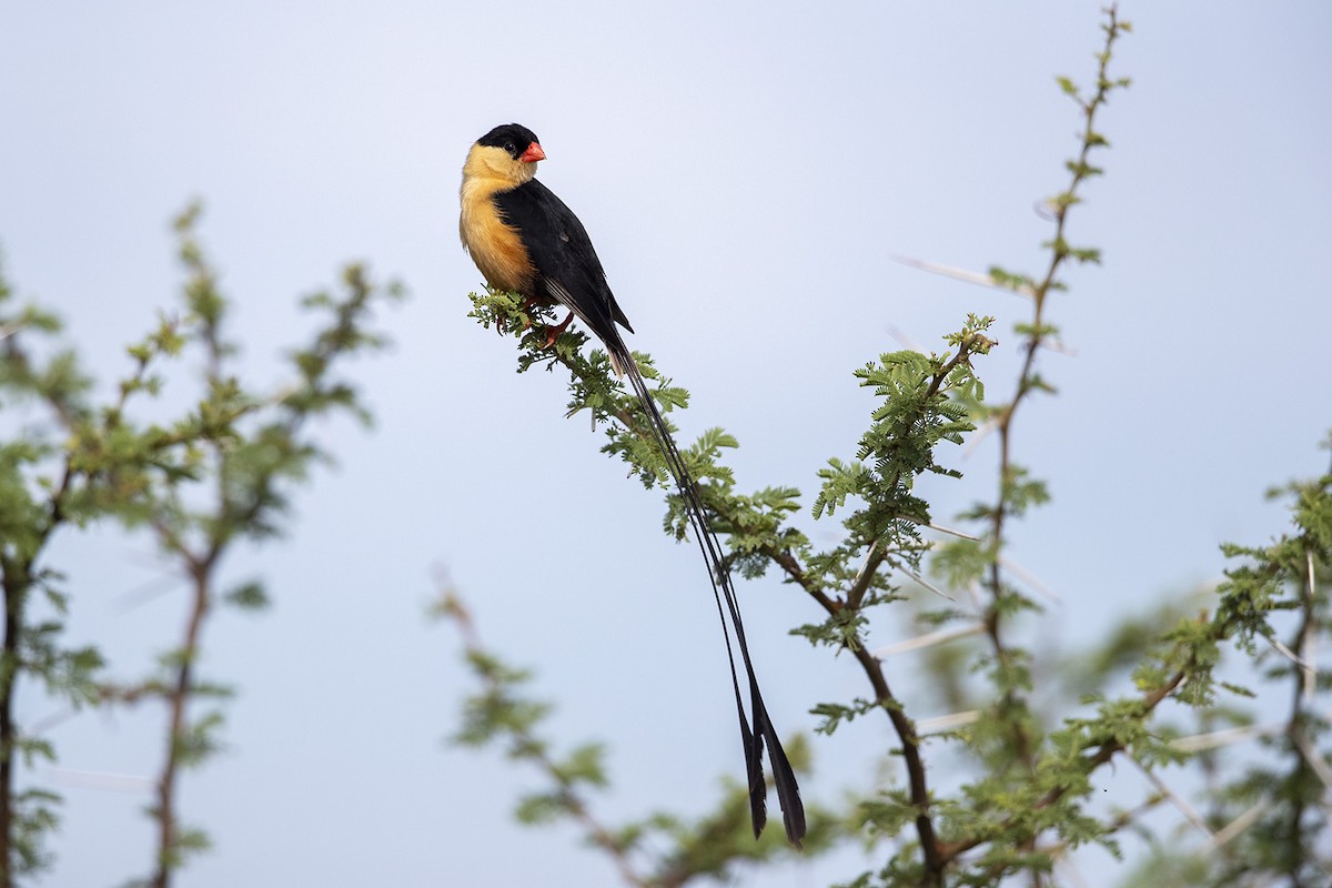 Shaft-tailed Whydah - Niall D Perrins