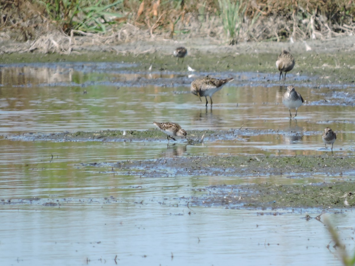 Least Sandpiper - ML32092291