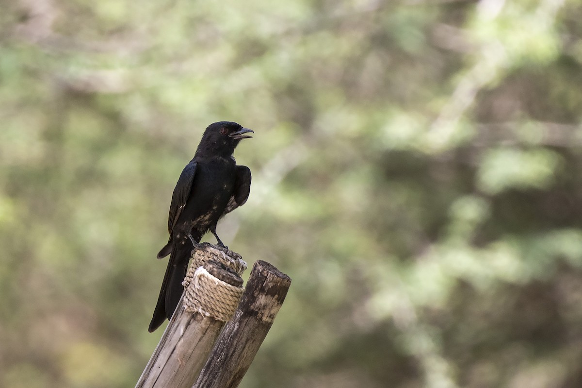 Fork-tailed Drongo (Clancey's) - ML320922991