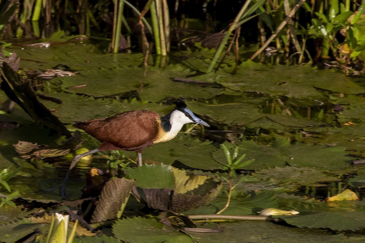 Jacana à poitrine dorée - ML320924011