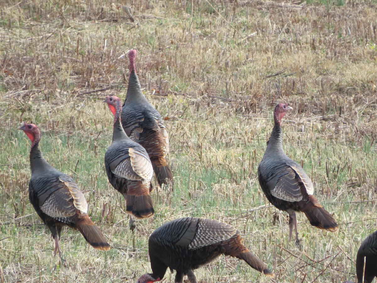 Wild Turkey - ML320924271