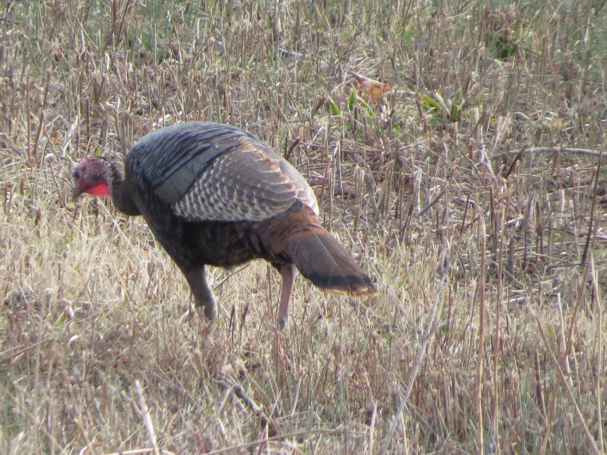 Wild Turkey - ML320924281