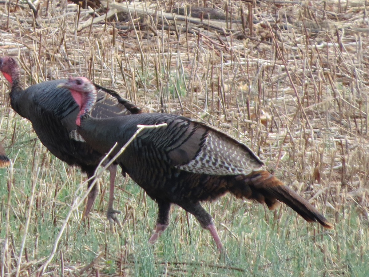 Wild Turkey - ML320924321