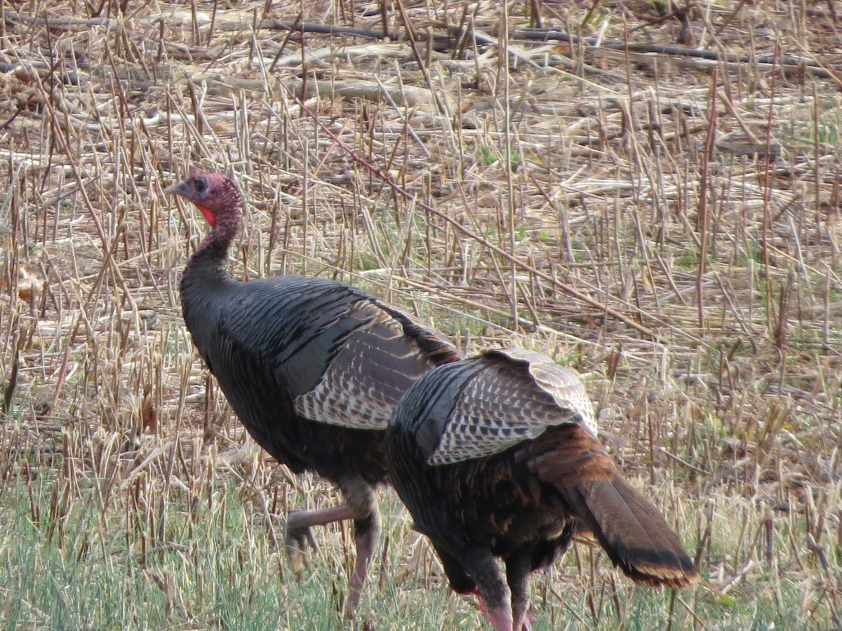 Wild Turkey - ML320924331