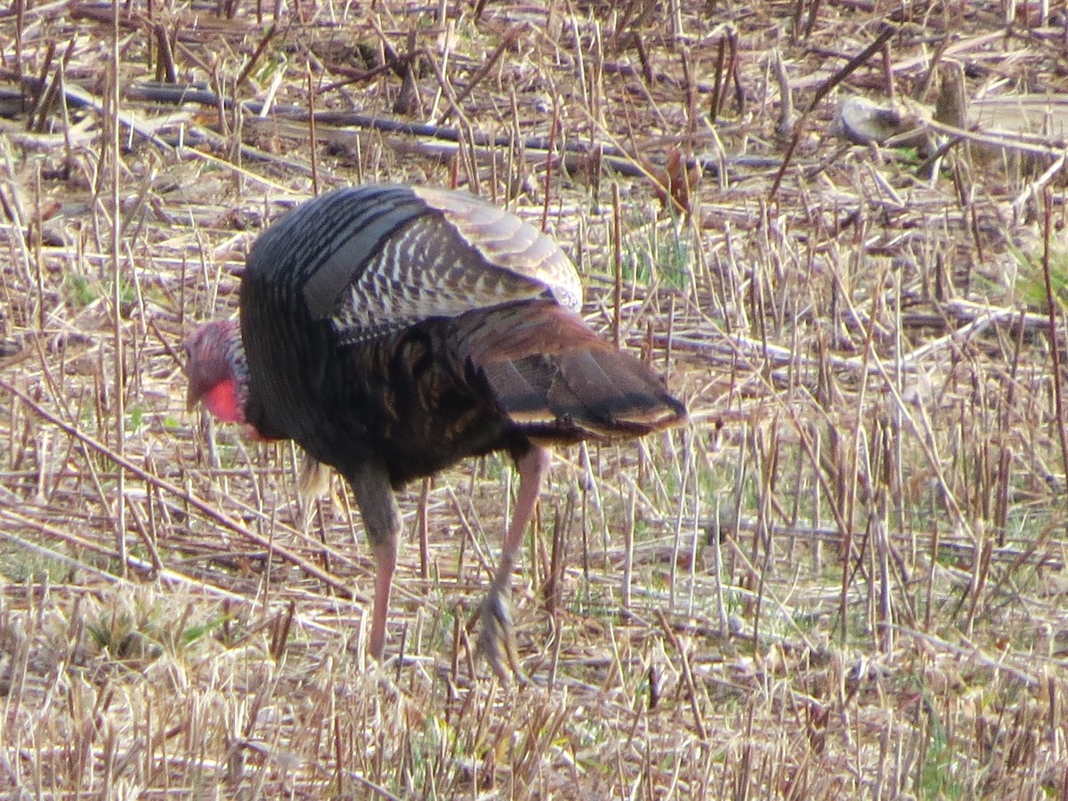 Wild Turkey - ML320924351