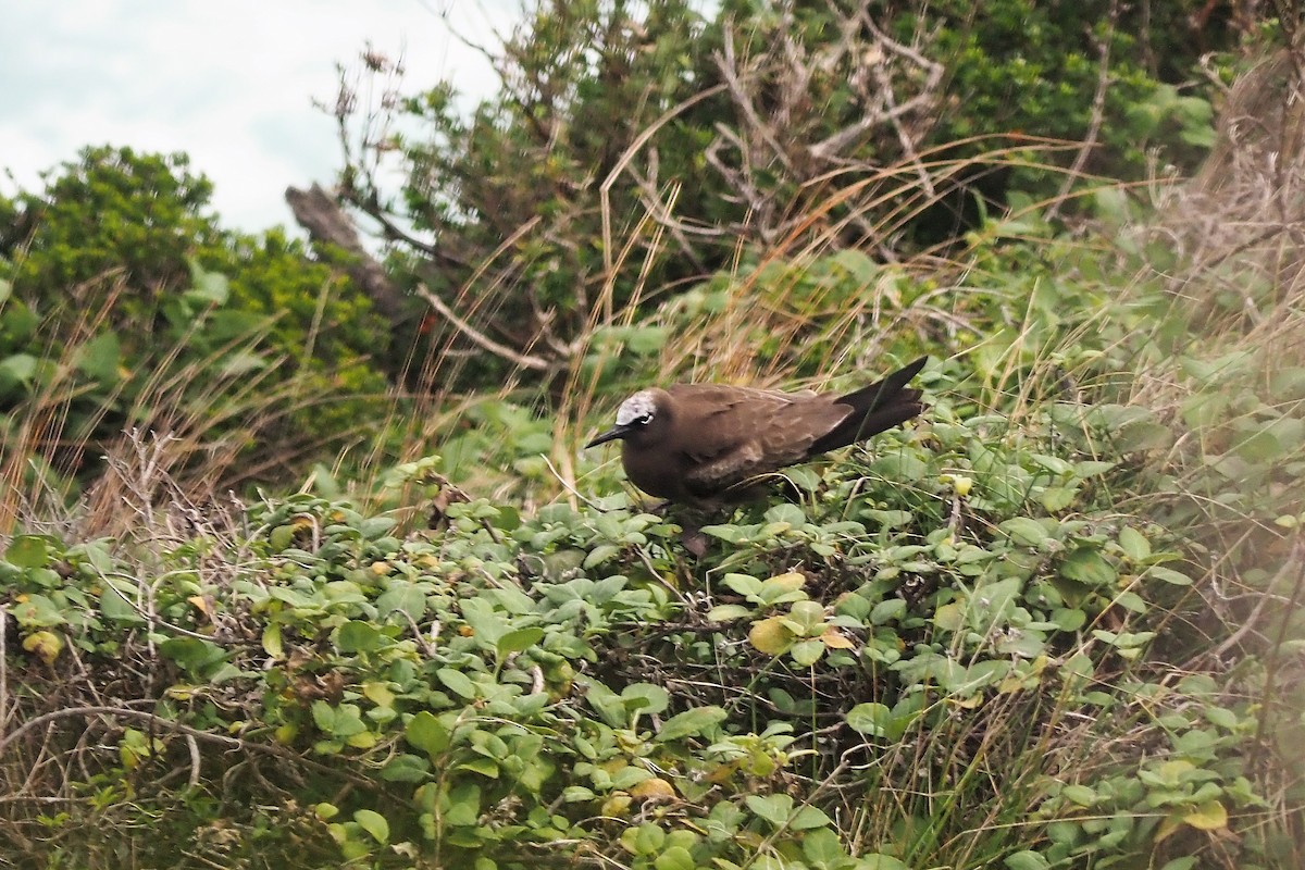 クロアジサシ - ML320925491